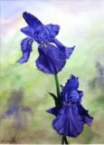 55 - Mary Vivian - Barbara's Irises - waterrcolour.jpg